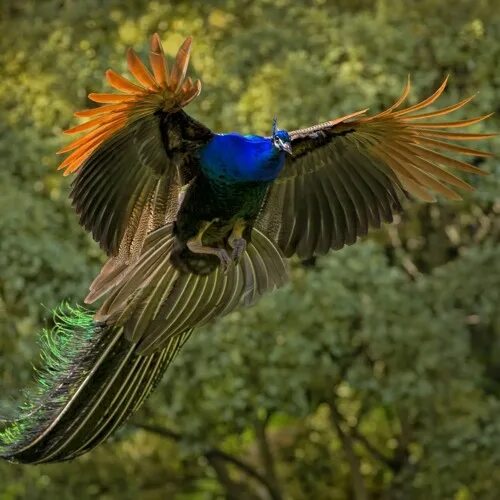 Павлин в полете фото Stream Entry Of The Peacock Lord by RadioDooks Listen online for free on SoundCl