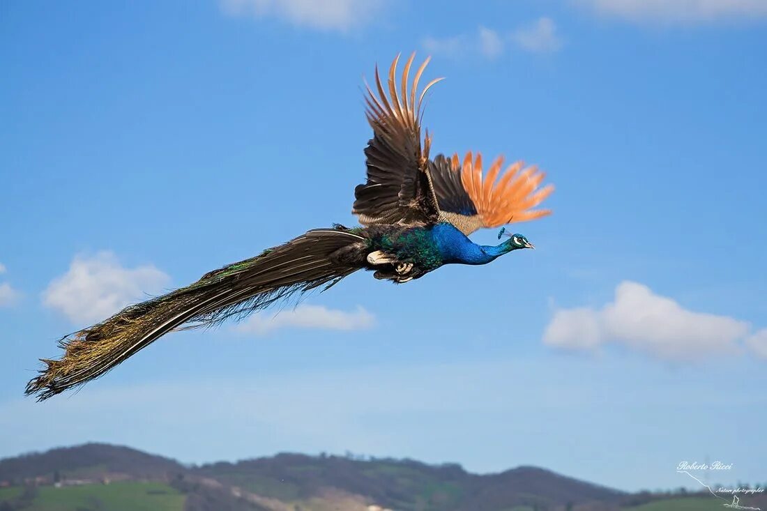 Павлин в полете фото Pavone in volo Animals beautiful, Pet birds, Animal photography