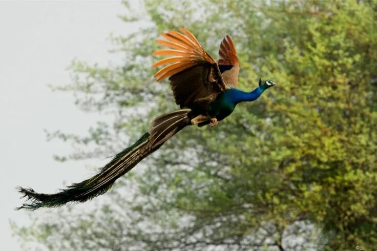 Павлин в полете фото They're Beautiful On The Ground, But When They Take Flight, Peacocks Look Exactl