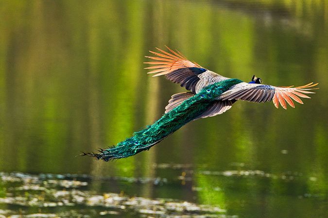 Павлин в полете фото Pin by Carolyn Keith on Birds 2 Wildlife nature, Beautiful birds, Colorful lands