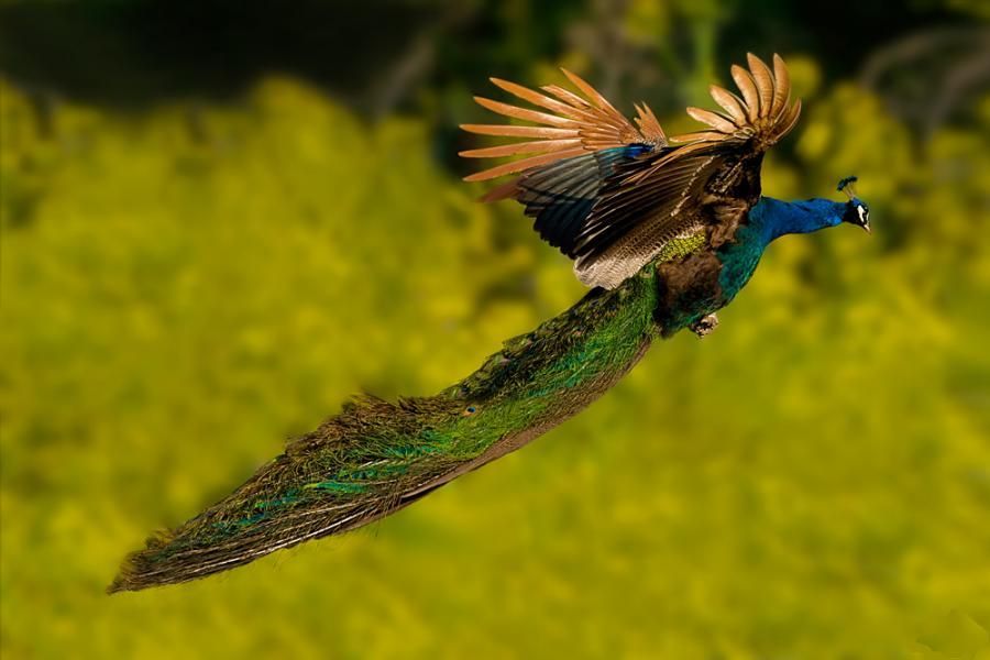Павлин в полете фото PEACOCK'S GARDEN Peacock pictures, Peacock flying, Beautiful birds