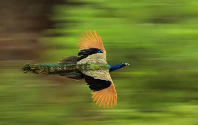 Павлин в полете фото A peacock in flight, more beautiful than I had ever imagined. Animals beautiful,
