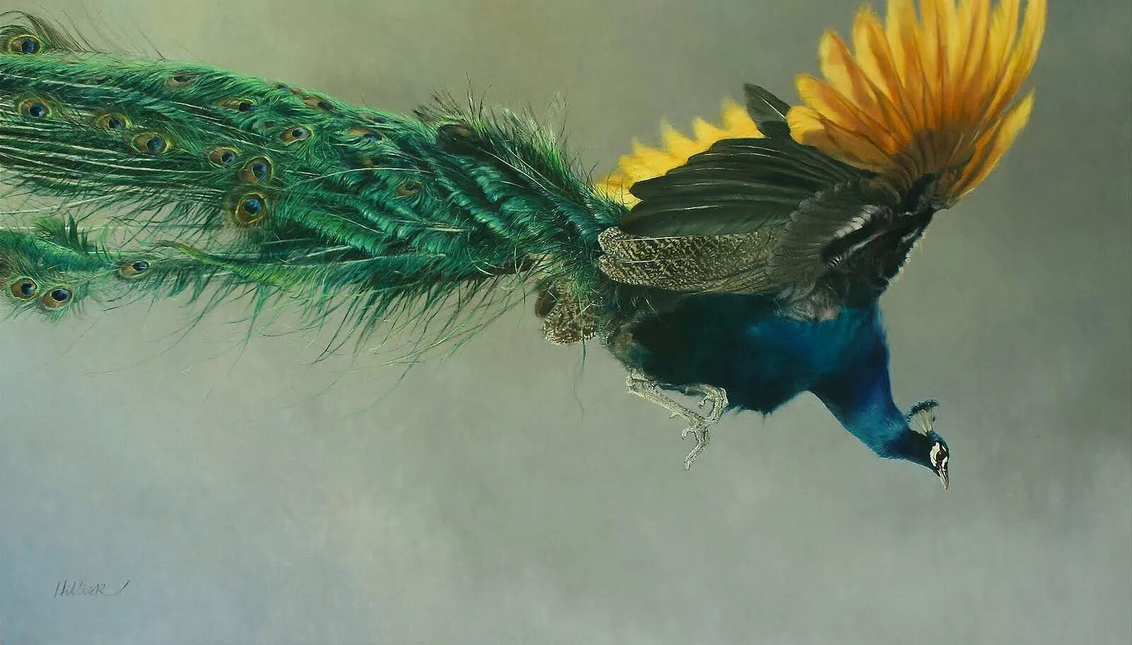Павлин в полете фото Matthew Hillier painting "Peacock in Flight" c. 2013 Peacock, Peacock art, Pet b