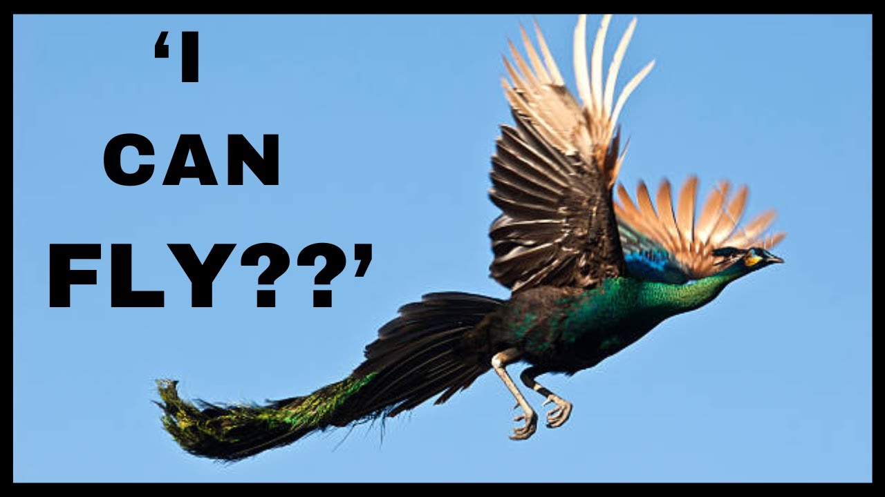Павлин в полете фото Debunking Myths: Can Peacocks Really Fly?? #PeacockFlight #MythBusted #NatureRev