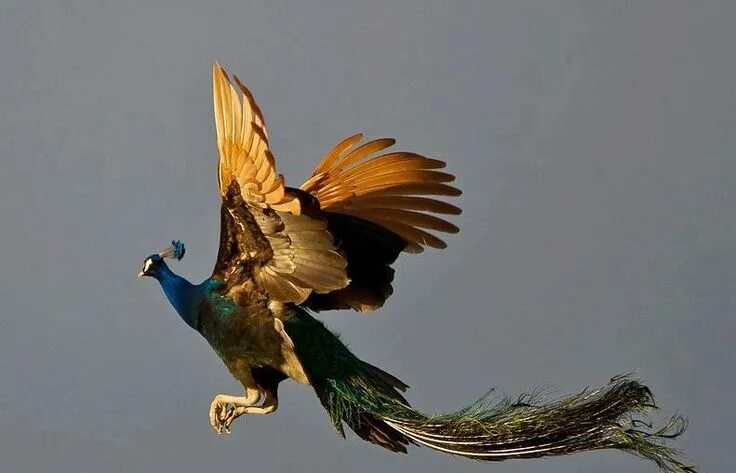 Павлин в полете фото Flying Peacock! Beautiful birds, Beautiful creatures, Peacock flying