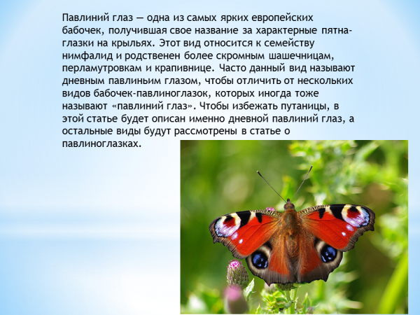 Павлиний глаз фото и описание Презентация о Бабочке павлиний глаз - скачать бесплатно pptx
