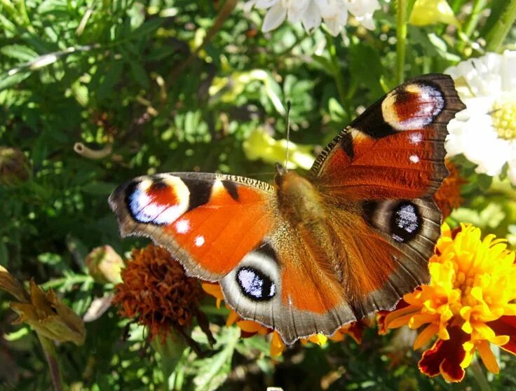 Павлиний глаз фото и описание павлиний_глаз Insects, Moth, Animals