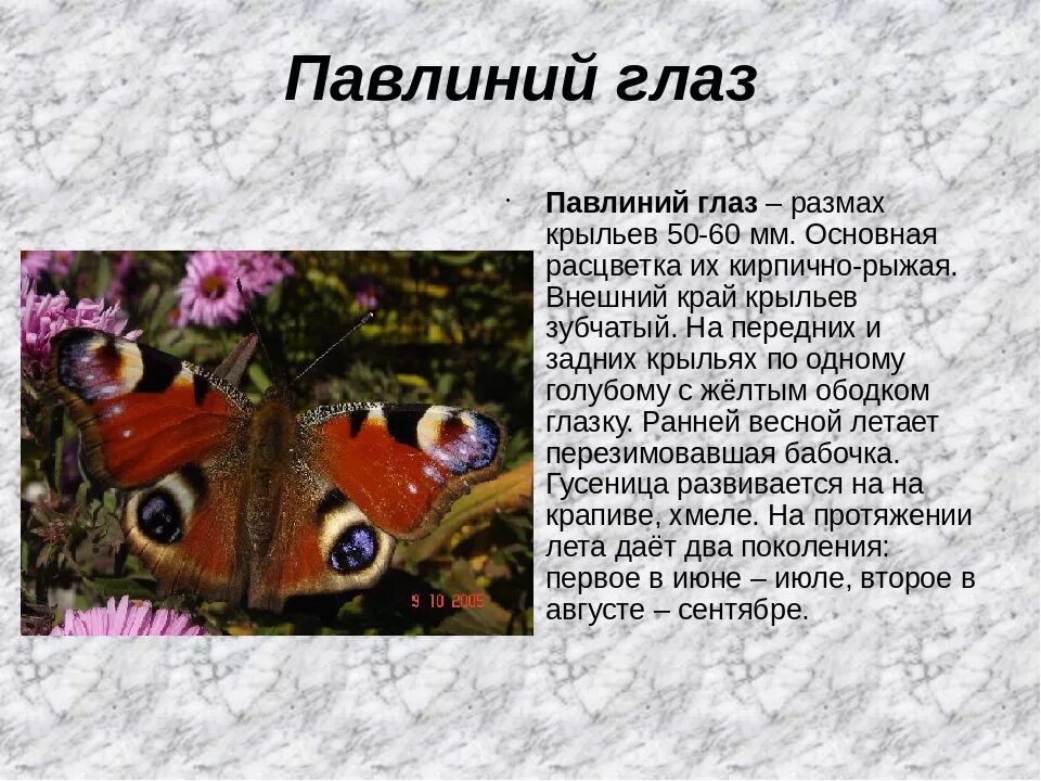 Павлиний глаз фото и описание Бабочки Адмирал и Павлиний глаз (Ольга Ангельская) / Стихи.ру