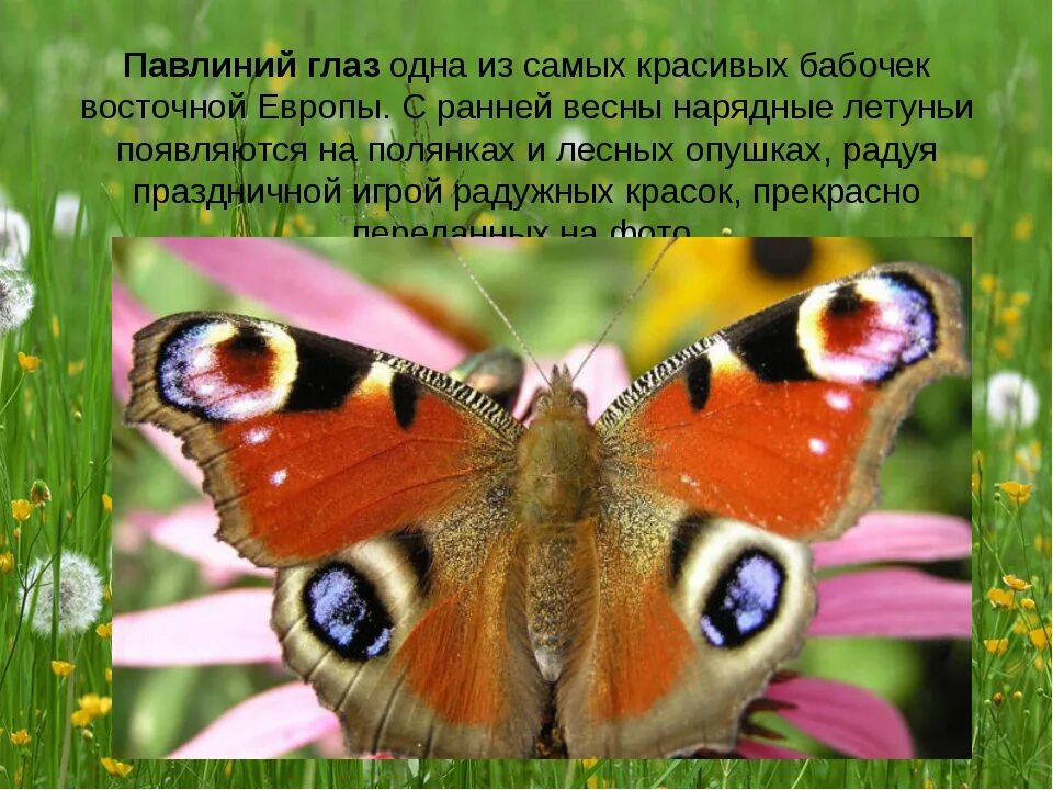 Павлиний глаз фото и описание Картинки СКОЛЬКО ЖИВЕТ БАБОЧКА ПАВЛИНИЙ
