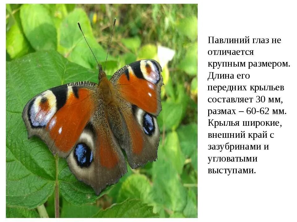 Павлиний глаз фото и описание Amazing facts about the life and habitat of butterflies in forests