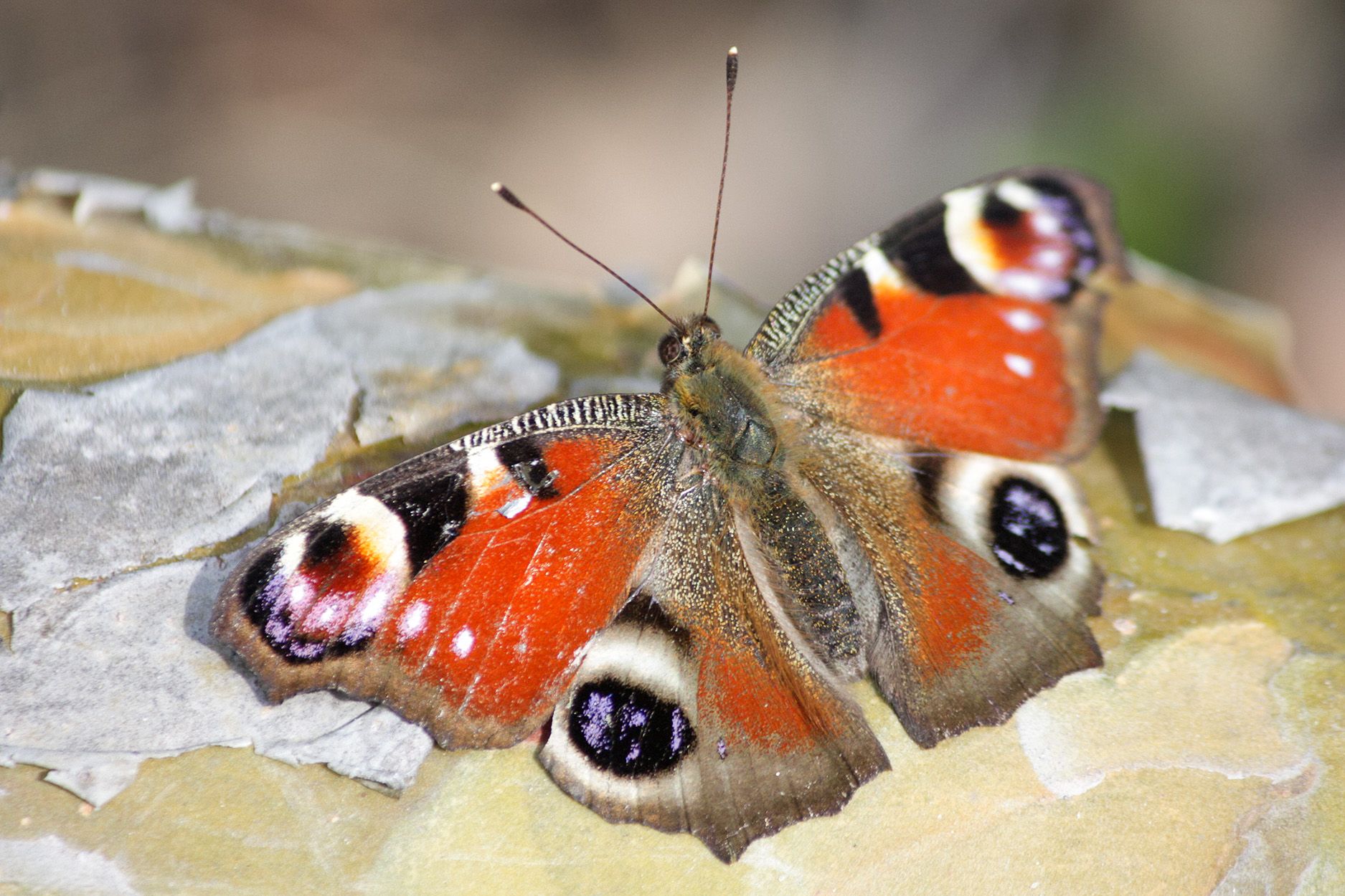 Павлиний глаз фото и описание Павлиний глаз (Aglais io).. Photographer Karassev Oleg
