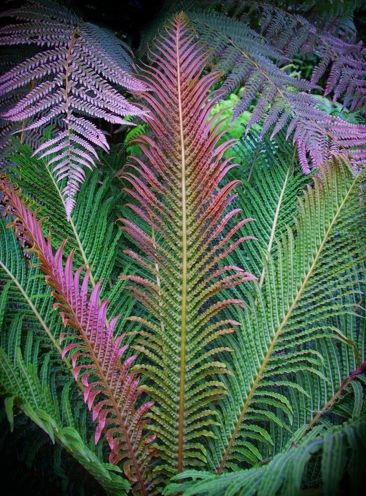 Павлиний хвост цветок комнатный фото Пин от пользователя Hershey Chuck на доске Ferns Зеленая природа, Папоротник, Ра