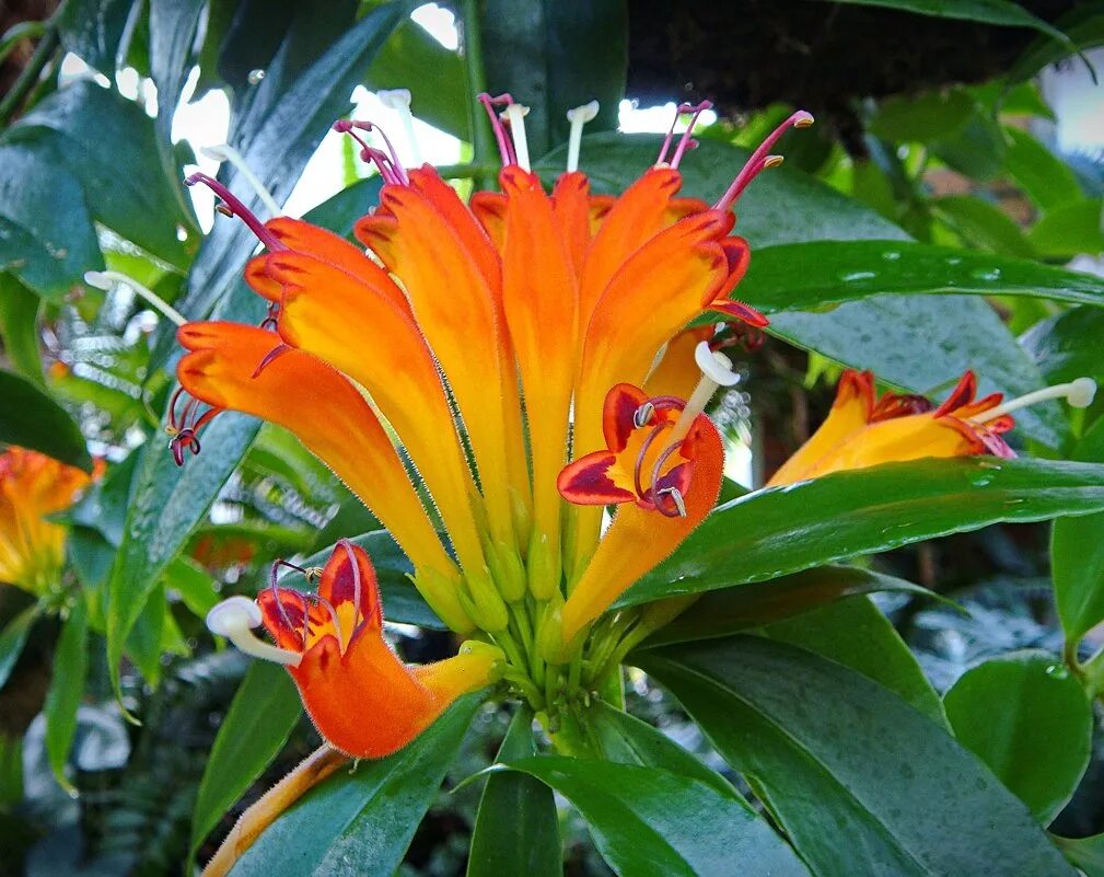 Павлиний хвост цветок комнатный фото "Горыныч" :: Анатолий Коробейников - Социальная сеть ФотоКто