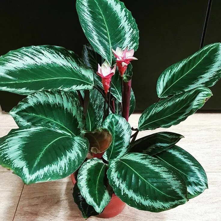 Павлиний хвост цветок комнатный фото Calathea "Loesi" Read care tips for helping a Calathea plant flower, how much wa