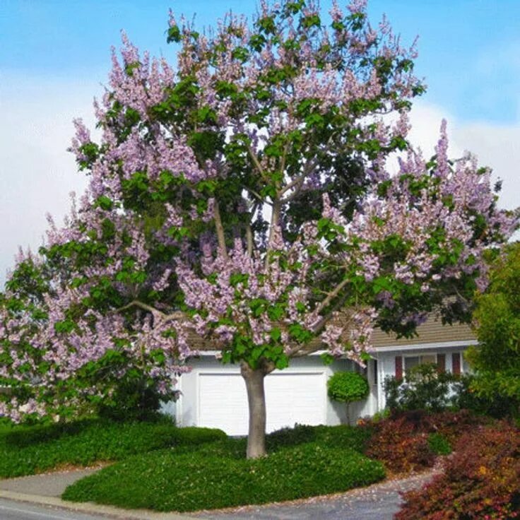 Павлония дерево фото Paulownia Elongata Empress Tree Bulk Seeds Etsy Fast growing trees, Shade trees,