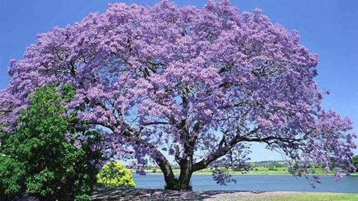 Павлония дерево фото 500 Princess Tree seeds Tomentosa Empress Princess Etsy Jacaranda tree, Trees to