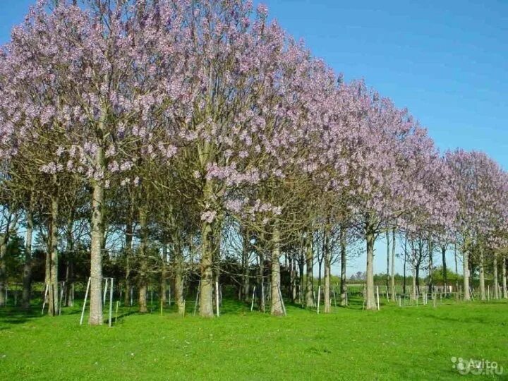 Павлония дерево фото Адамово дерево(павловния) - купить в Уфе, цена 150 руб., дата размещения: 22.08.