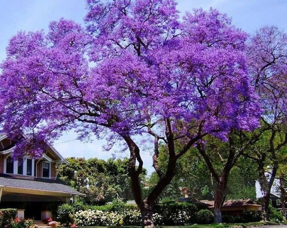 Павлония дерево фото Amazon.com: Empress Royal Paulownia Tree