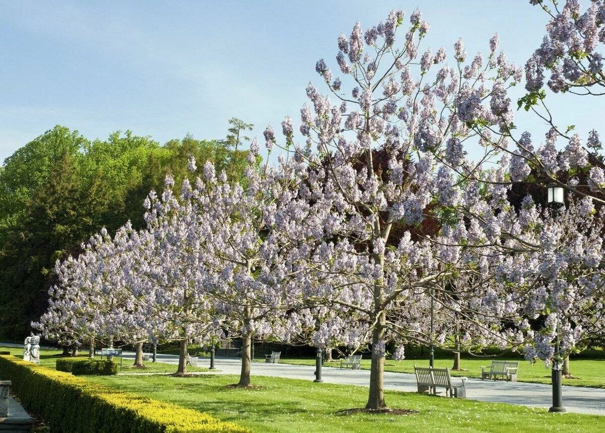 Павлония дерево фото Павловния войлочная (Paulownia tomentosa) - Зеленый сад