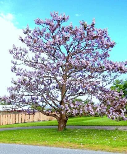 Павлония дерево фото Royal Empress Tree Paulownia Elongata flowering tree wood bonsai seed 10 seeds e