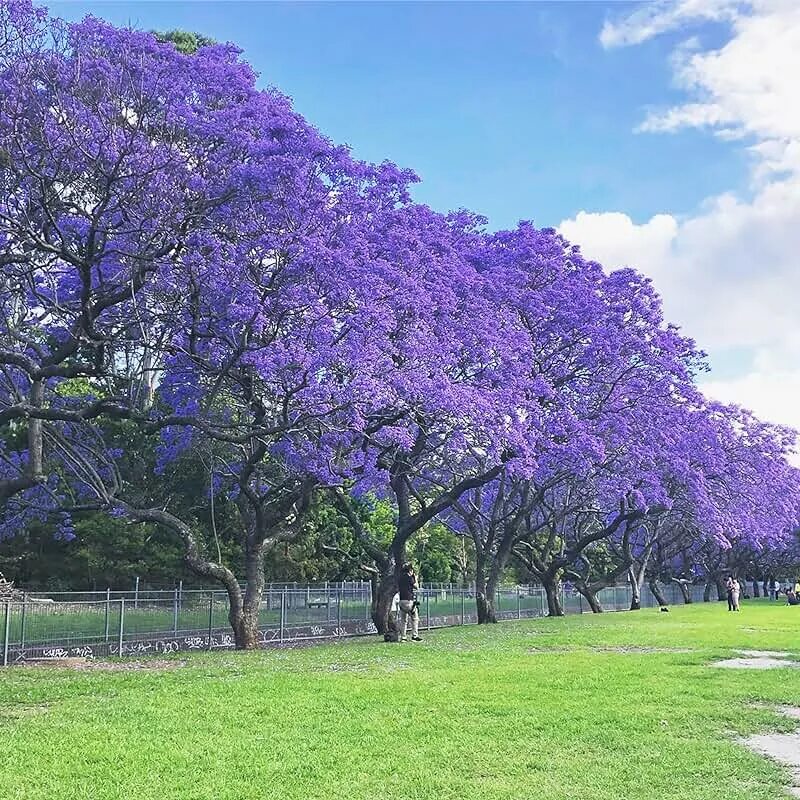 Павлония дерево фото Amazon.com: Jacaranda Tree