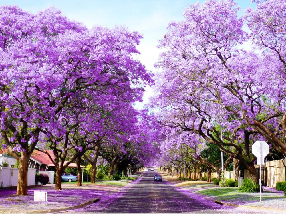 Павлония дерево фото саженцы diamond embroidery purple scenery 5d diamond painting full diamond mosaic 3d pic