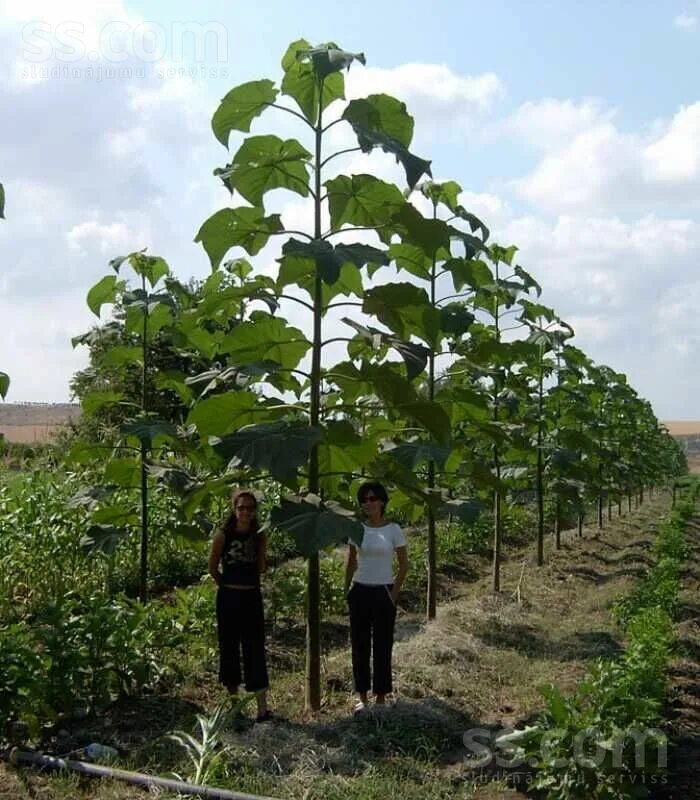 Павлония дерево фото саженцы SS.COM Agriculture - Seeds and seedings, Price 40 €. Paulonija Energy - piedāvāj