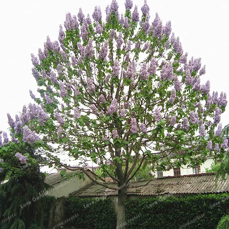Павлония дерево фото саженцы 100 шт./пакет Paulownia бонсай Королевский императрица дерево бонсай Павлония во