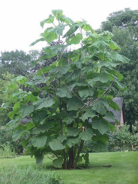 Павлония дерево фото саженцы Paulownia tomentosa - The Lost World Nursery Invasive plants, Exotic plants, Pla