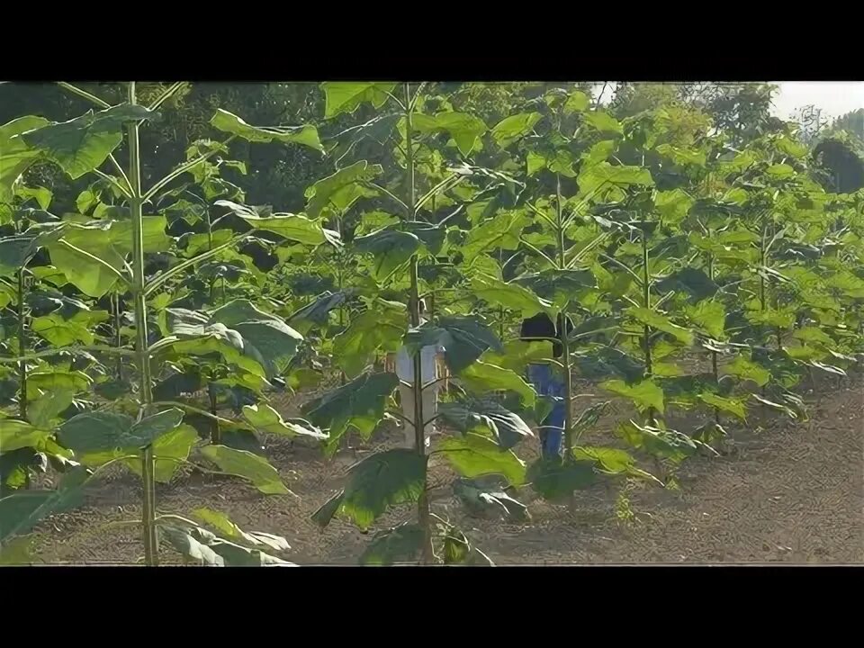 Павлония дерево фото саженцы Павловния кучатларимиз сотувда. ФУРУШИ КУЧАТХОИ ПАВЛОВНИЯ. - YouTube