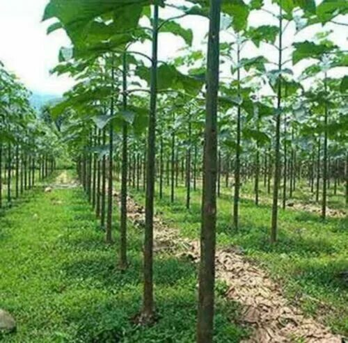 Павлония дерево фото саженцы PAULOWNIA ELONGATA (500+ SEEDS) - FRESH SEEDS eBay
