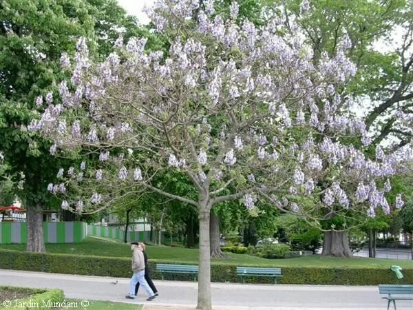Павлония дерево цена фото Pin by Xiao Mey on Beautiful Trees :) Fast growing trees, Tree, Flowering trees