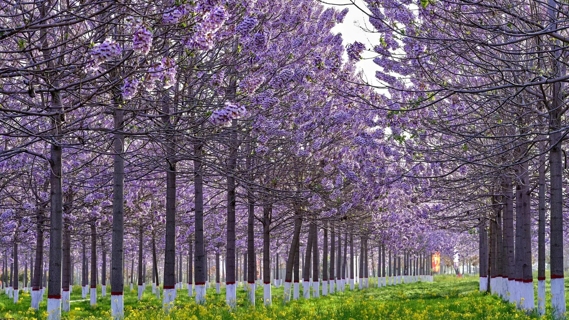 Павлония дерево цена фото Экзотические грибы Paulownia Hybrid 9501 (-25C)50 - купить по выгодным ценам в и
