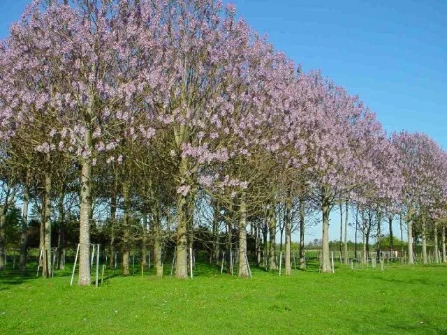 Павлония дерево цена фото You can buy this profitable business. Trees to plant, Fast growing trees, Tree