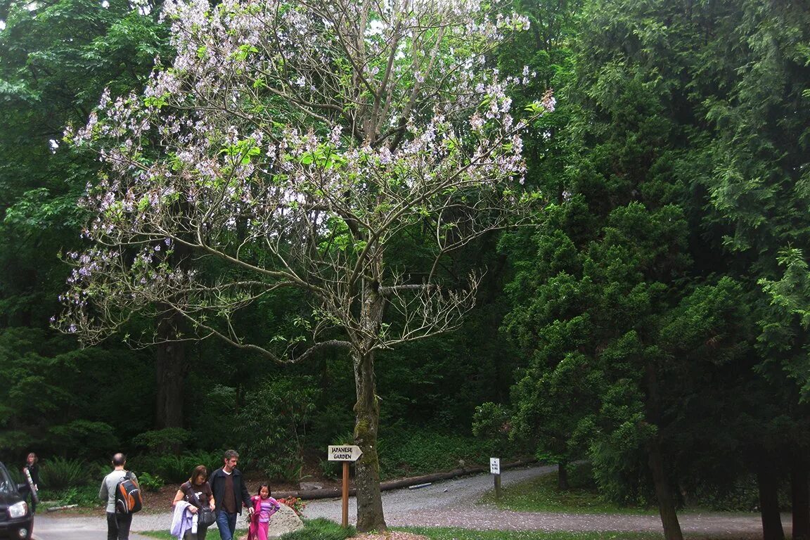 Павлония дерево цена фото Empress Tree Blooms in Late Spring with Large, Pale Purple Foxglove-like Flowers