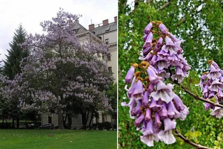Павлония дерево войлочная фото Paulownia, un "super" arbre qui pousse en trois ans et qui absorbe dix fois plus