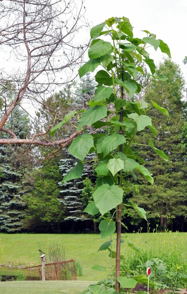 Павлония дерево войлочная фото Paulownia is grown for leaves, flowers, wood Deciduous trees, Leaves, Organic se