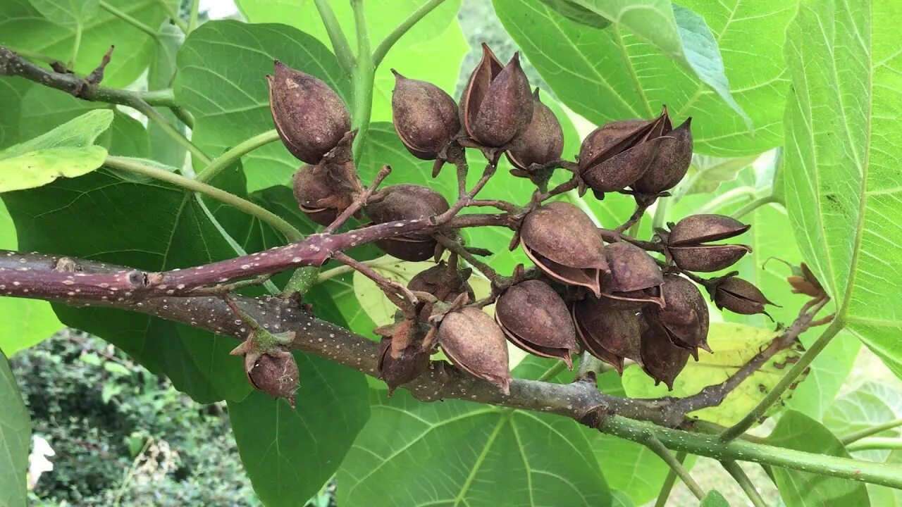 Павлония семена фото Foxglove Tree (Paulownia tomentosa) - old fruit - June 2018 - YouTube