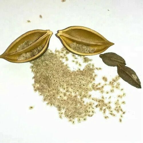 Павлония семена фото 100 graines de Paulownia Shantong Hybride , Semences, Zaden, SAMEN, SEM. eBay
