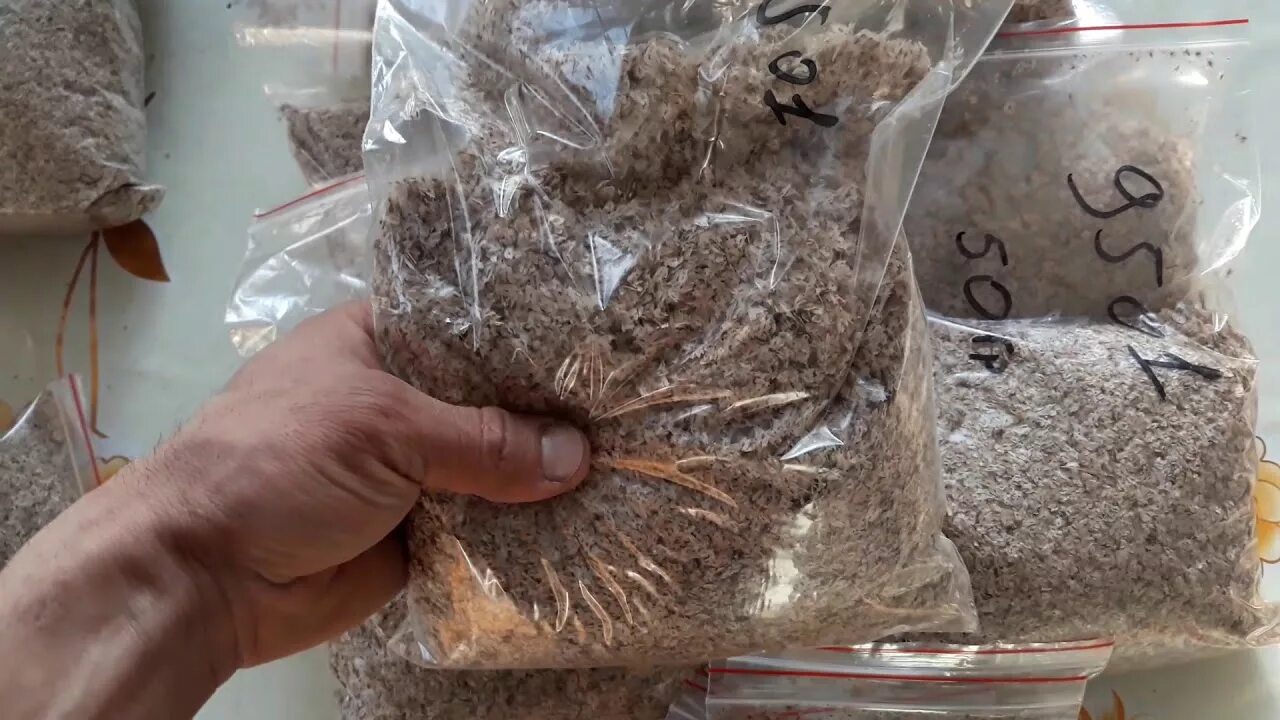 Павлония семена фото Павловни семена, Paulownia seeds. - YouTube