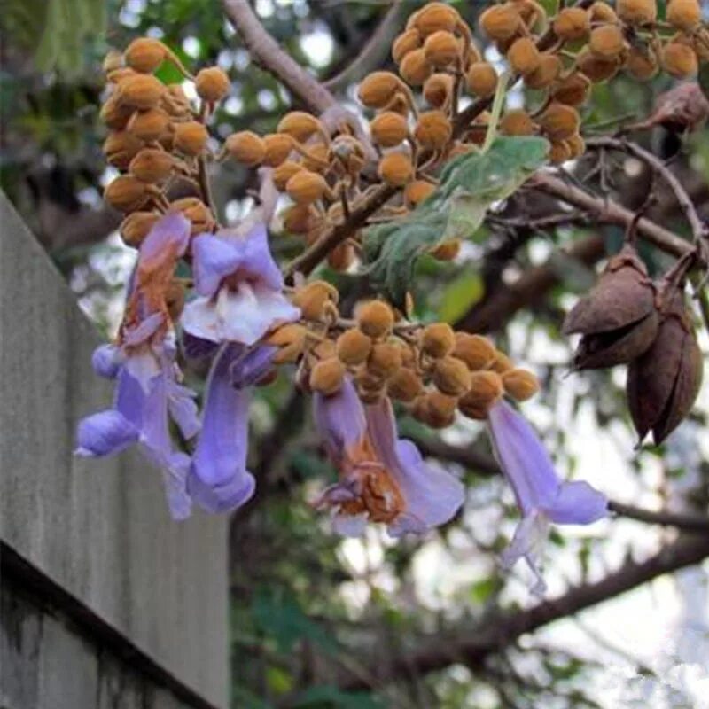 Павлония семена фото Egrow 50 pcs/pack paulownia tree seeds paulownia tree paulownia fortunei for hom