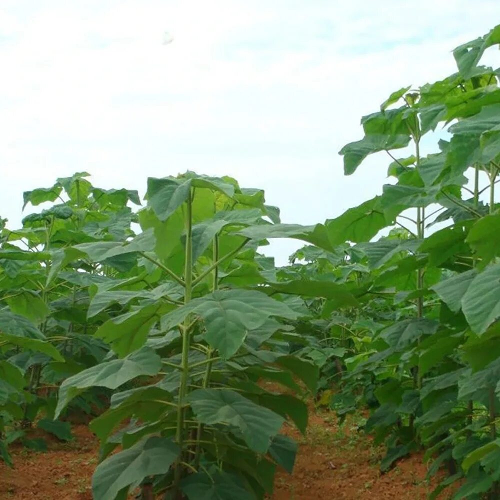 Павлония семена фото Paulownia Tomentosa семян на дереве Paulownia семян/гибридных семян Paulownia 95