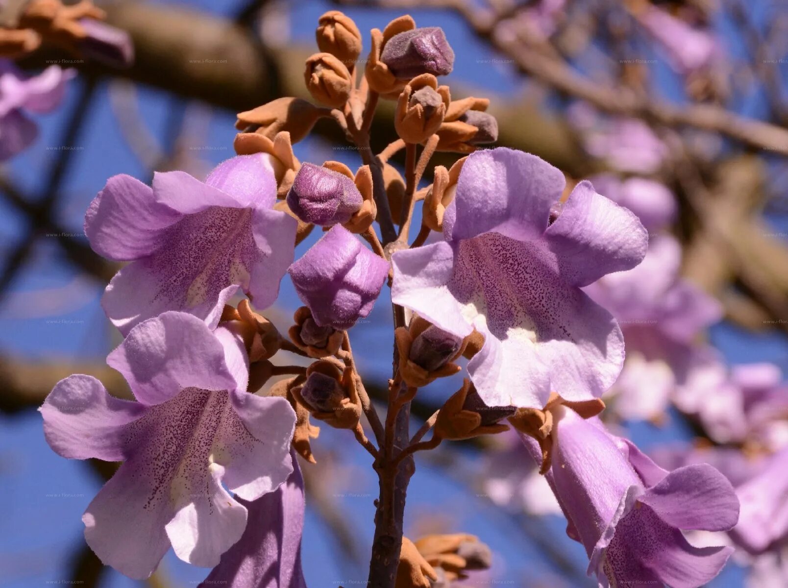 Павлония цветет фото Species - Foxglove-Tree (Paulownia tomentosa (Thunb.) Siebold & Zucc.