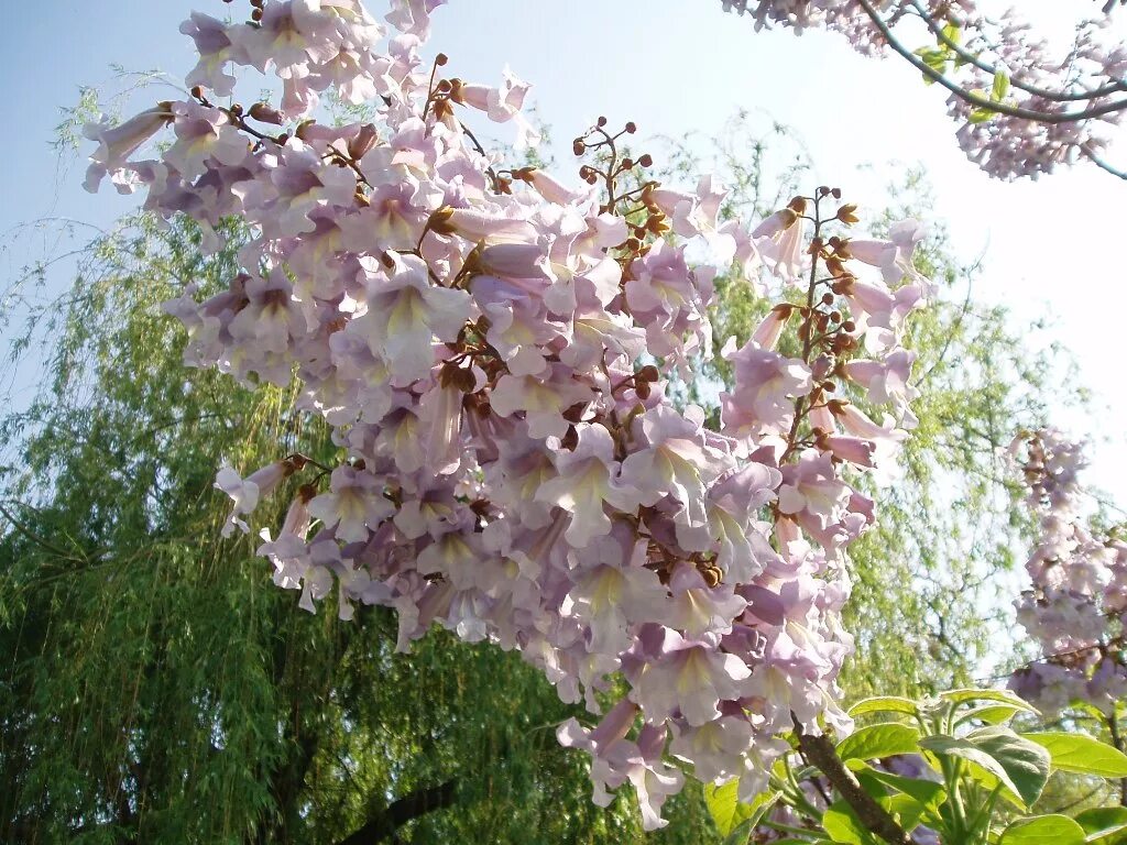 Павлония цветет фото Paulownia tomentosa - Image of an specimen - Plantarium