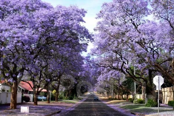 Павлония цветет фото Семена супергибрида Paulownia Paotong Z07, новый, в наличии. Цена: 1 000 ₽ во Вл