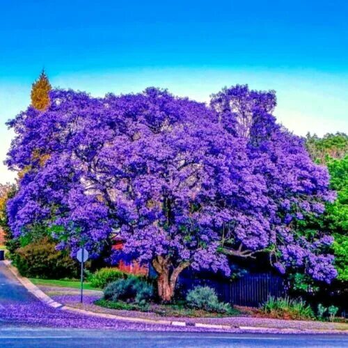 Павлония цветет фото Семена дерева жакаранда (Mimosifolia acutifolia) цветы голубого папоротника троп