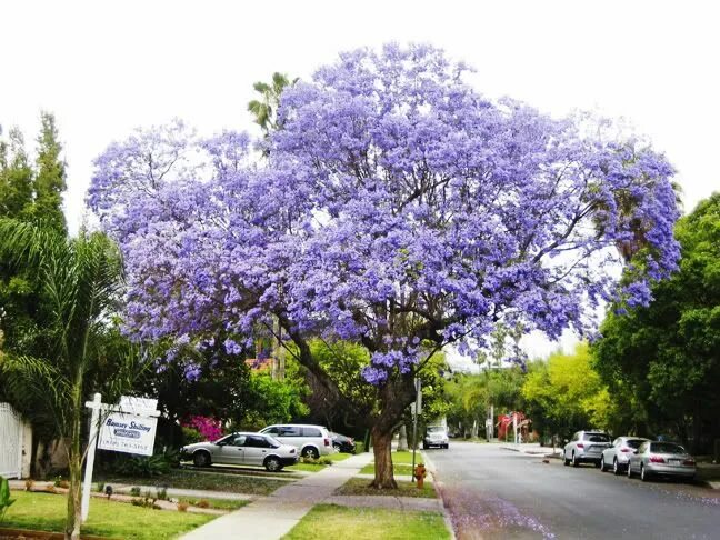 Павлония цветет фото Jacaranda mimosifolia Flowering trees, Jacaranda tree, Ornamental trees