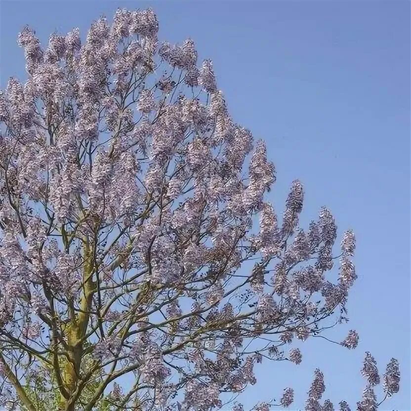 Павлония войлочная дерево фото и описание Paulownia fortunei 'Fast Blue' - Big Plant Nursery Big plants, Trees to plant, P