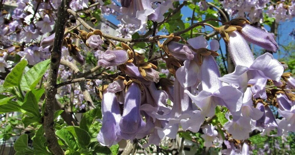 Павлония войлочная дерево фото и описание Paulownia tomentosa - Image of an specimen - Plantarium