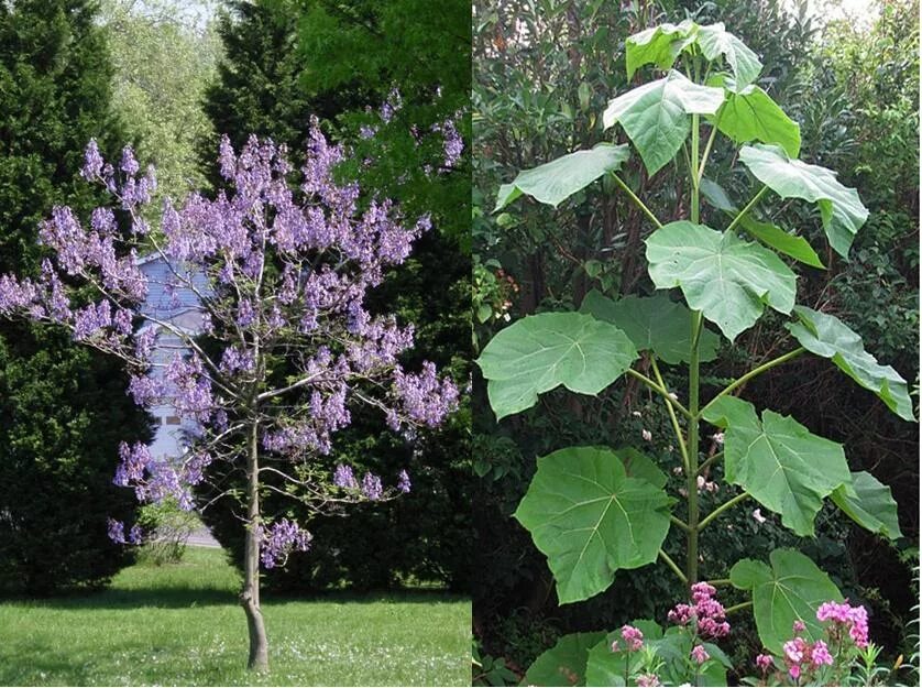 Павлония войлочная дерево фото и описание ЭКСКЛЮЗИВЫ : Paulownia fort.Fast Blue-Павлония Форчуна Фаст Блю